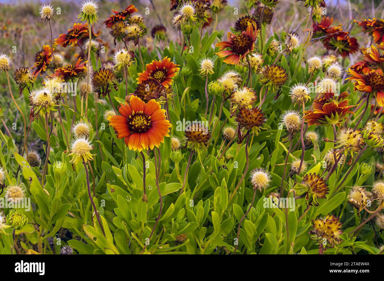 Colorful Firewheel flowers blooming along the side of a road on Hatteras Island, North Carolina. Stock Photo