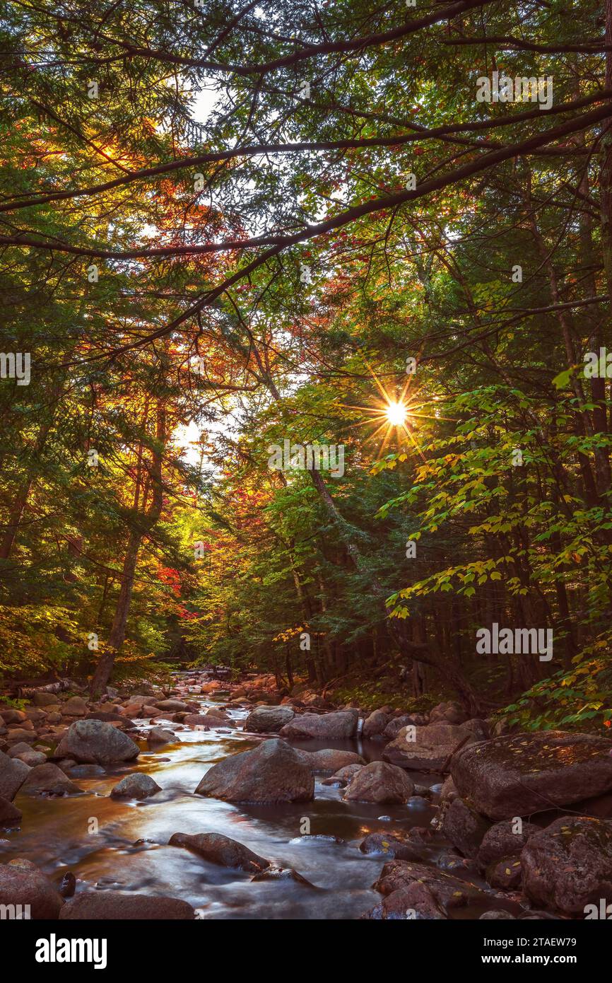 Rays of golden sunlight filter through a canopy of trees and illuminate the clear water of a mountain brook as it tumbles down a rocky stream bed. Stock Photo