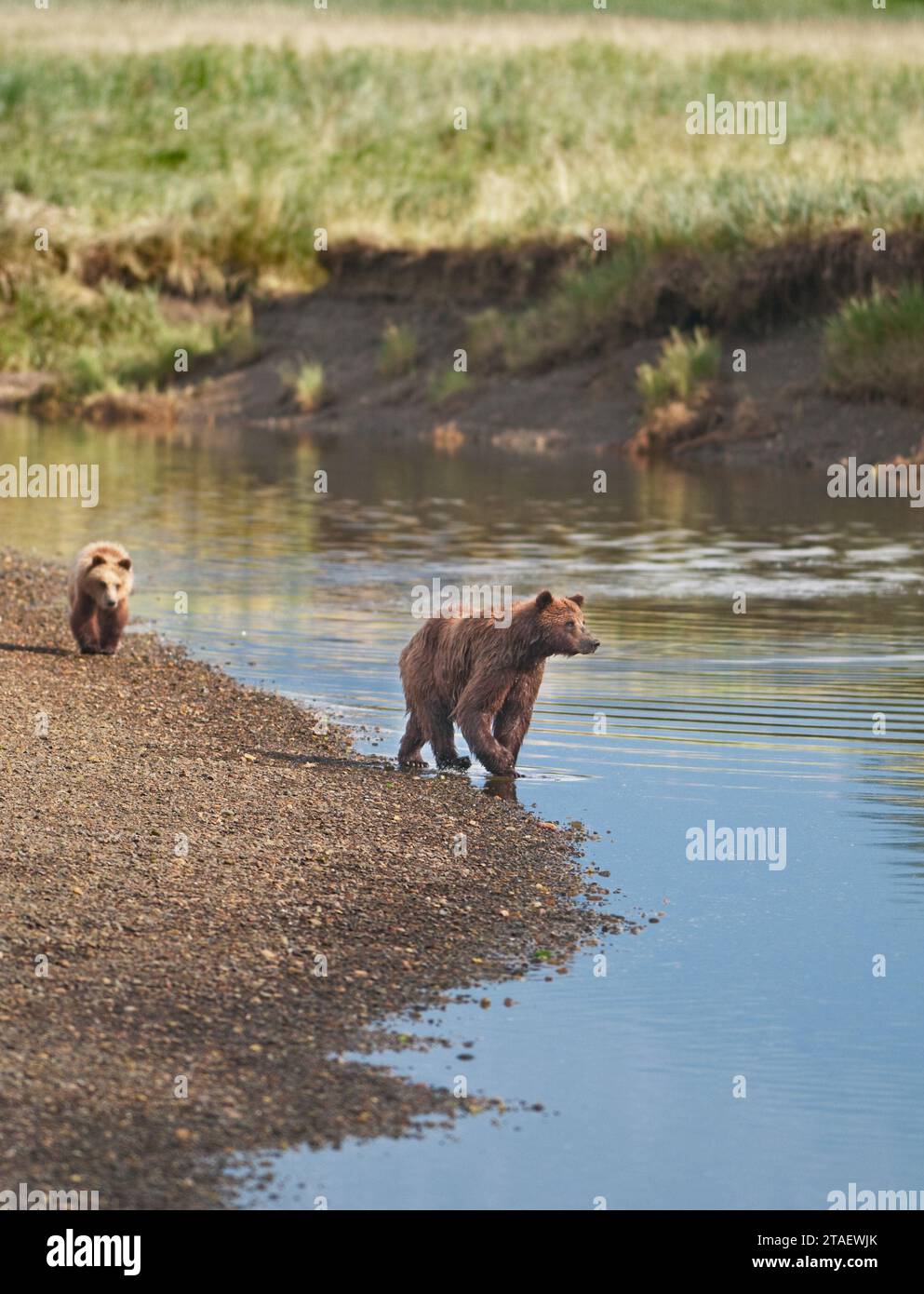 Brown bear and cub walk alongside river in Alaska Stock Photo - Alamy