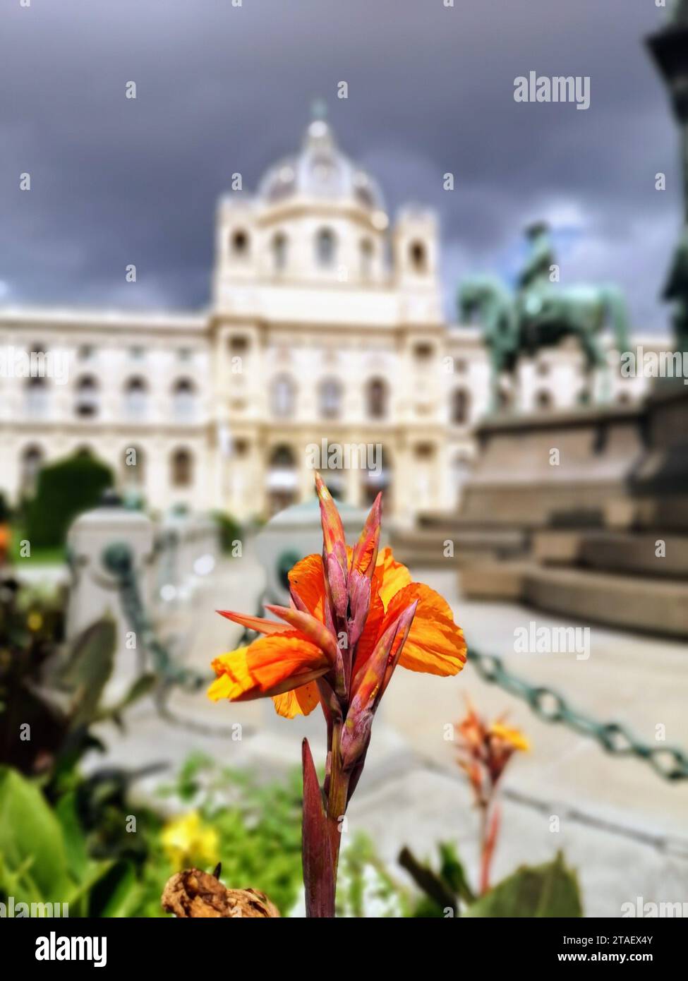 Orange Canna flowers in Natural History Museum at Maria-Theresien-Platz, Vienna Stock Photo