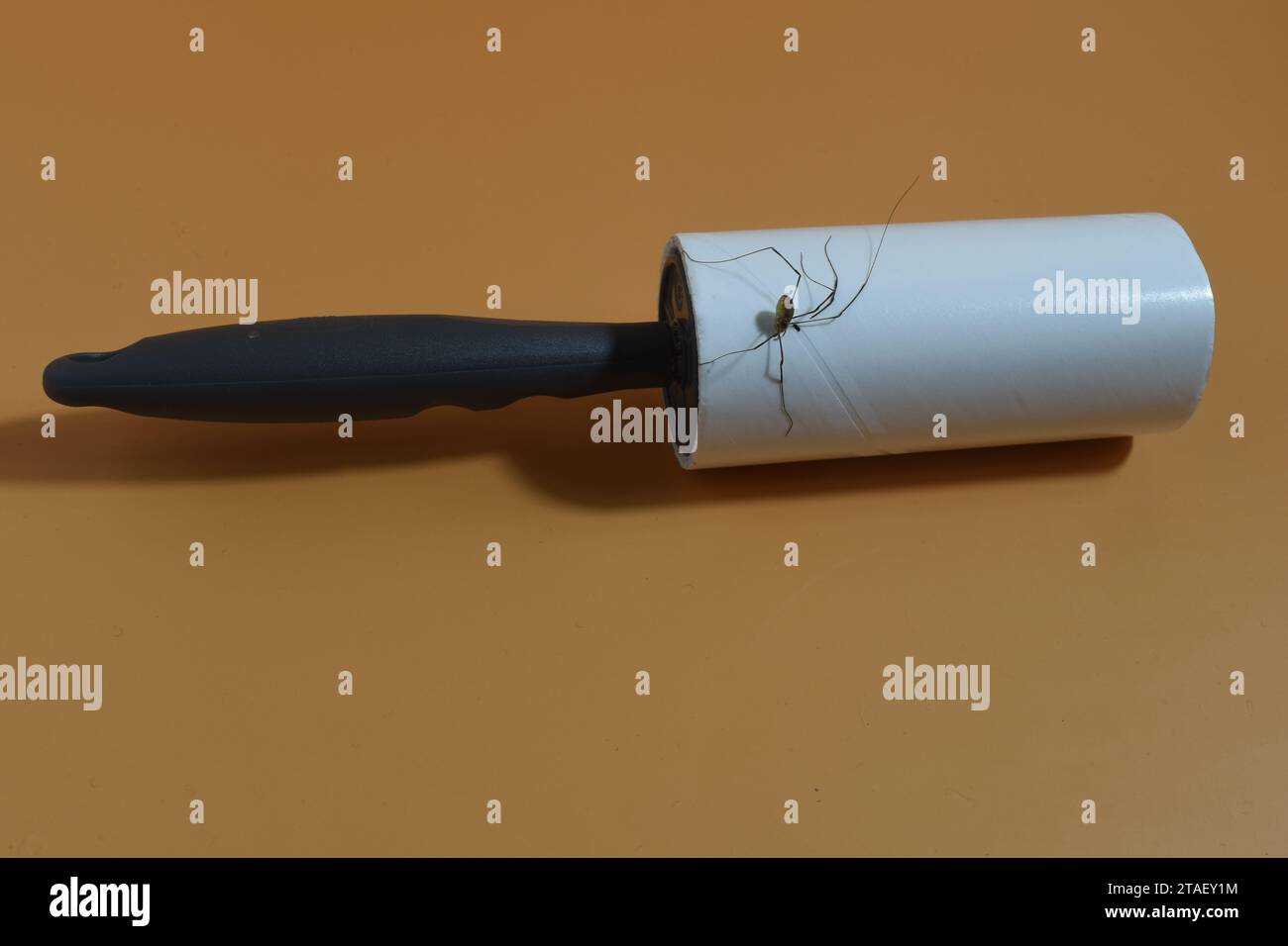 Lint roller and died spider sticked on it Stock Photo