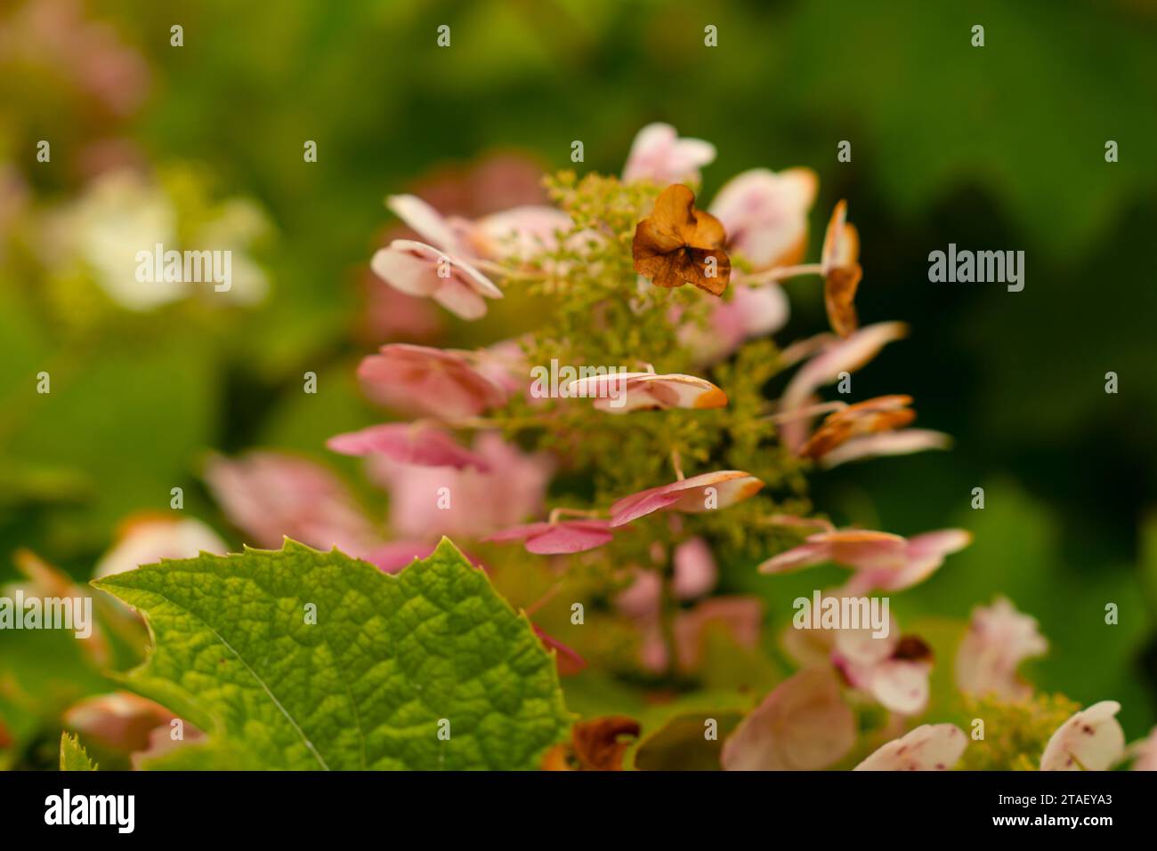 Close up view of dried oakleaf hydrangea. Stock Photo
