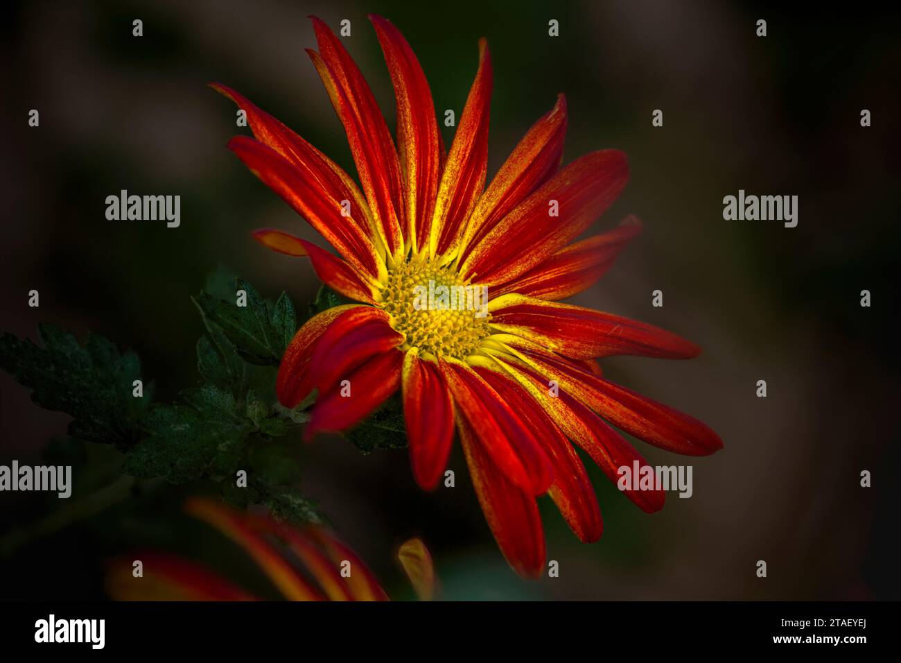 Pelee mums hi-res stock photography and images - Alamy, image size:1300x956