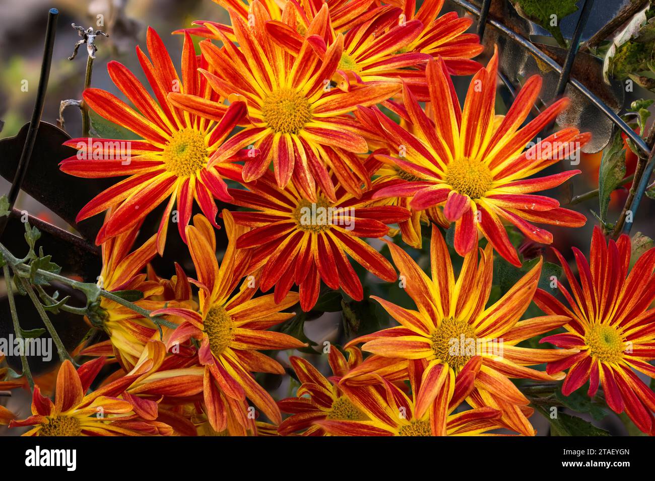 Pelee mums hi-res stock photography and images - Alamy, image size:1300x956