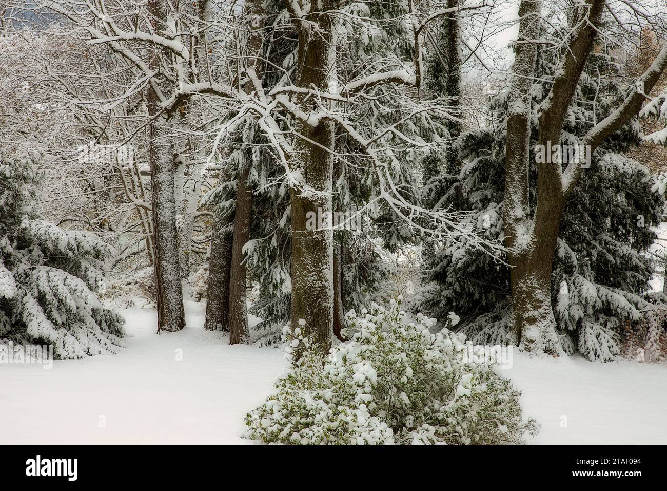DE - BAVARIA: Wintertime in Upper Bavaria  (Bad Toelz, Oberbayern, Germany) Stock Photo