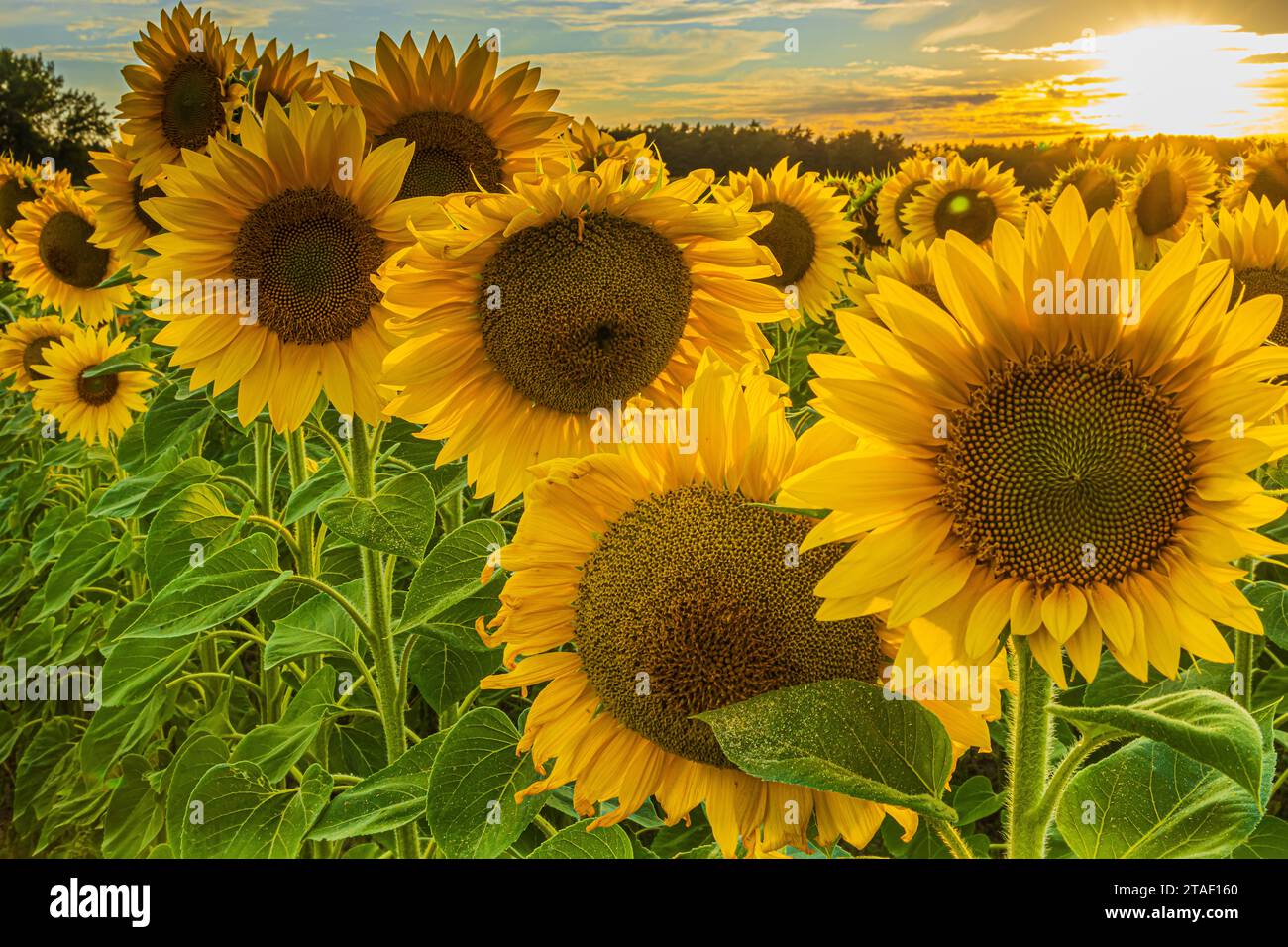 field with lots of sunflowers. Detailed shot of a flower in the foreground. Landscape in summer with low sun in sunshine. Crops with large yellow open Stock Photo