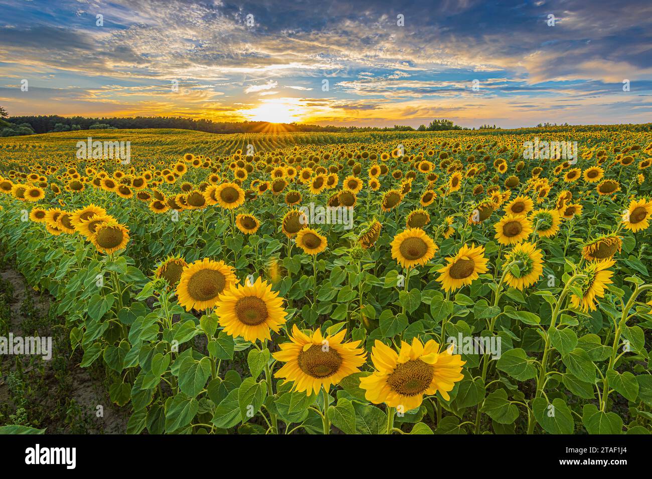 Sunrise over field of flowers hi-res stock photography and images - Alamy
