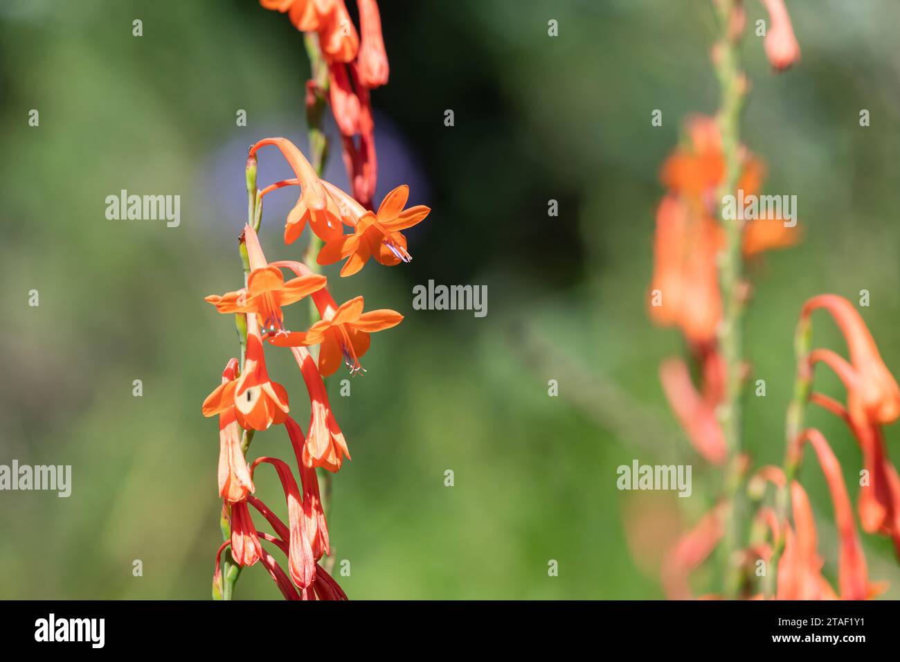 Close up of orange bugle lily (Watsonia) flowers in bloom Stock Photo