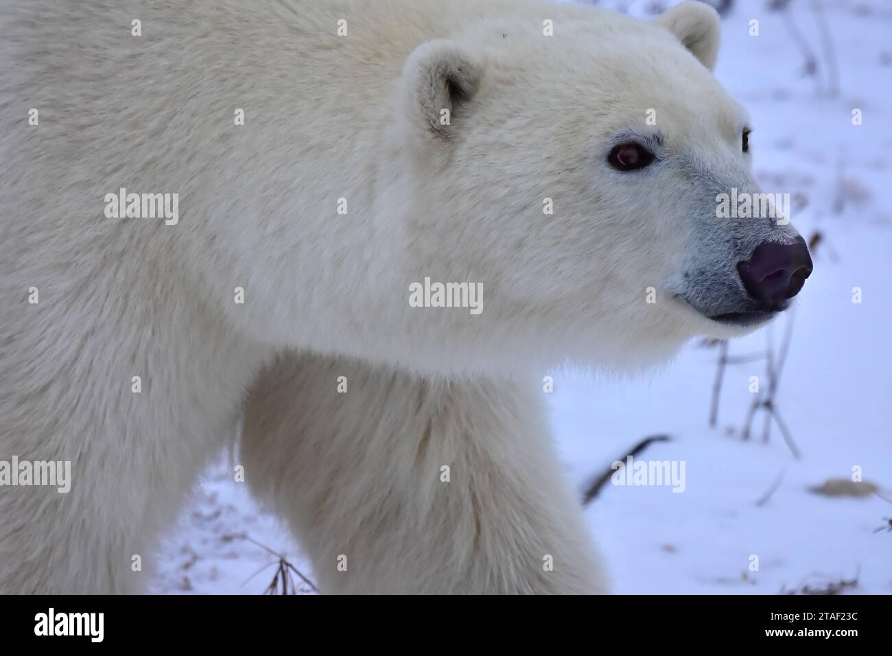 Closeup of a polar bear in Churchill Canada Stock Photo