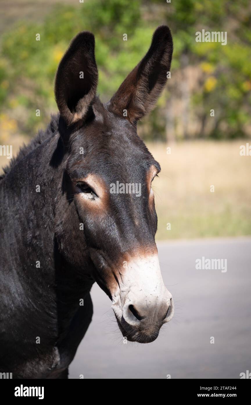 Portrait of a cite wild burro with large ears in Custer State Park, South Dakota. Stock Photo