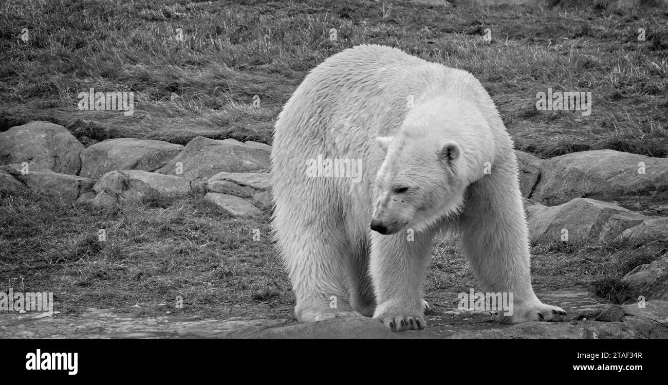 Polar Bear Calgary Zoo Alberta Stock Photo - Alamy