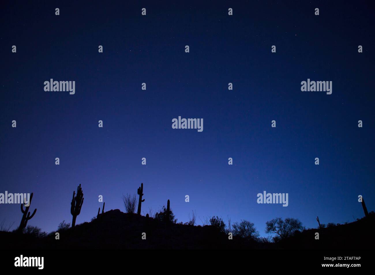Forested hillside of Saguaro cacti in silhouette stand guard like ancient watchmen at twilight’s blue-hour awash with stars. Stock Photo