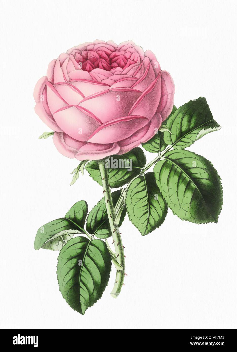 Rose Flower. Digital vintage-style flower illustration on a paper textured white background. Stock Photo