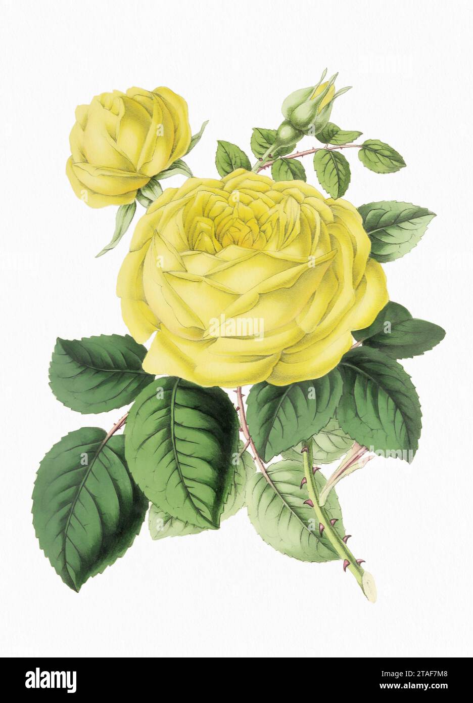 Rose Flower. Digital vintage-style flower illustration on a paper textured white background. Stock Photo