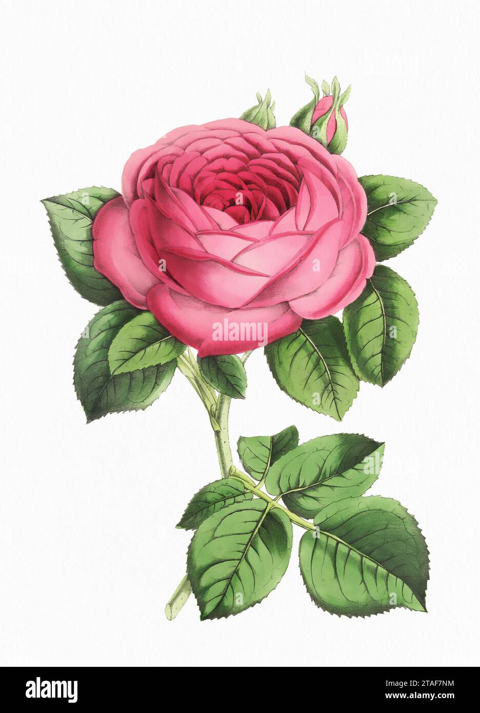 Rose Flower. Digital vintage-style flower illustration on a paper textured white background. Stock Photo