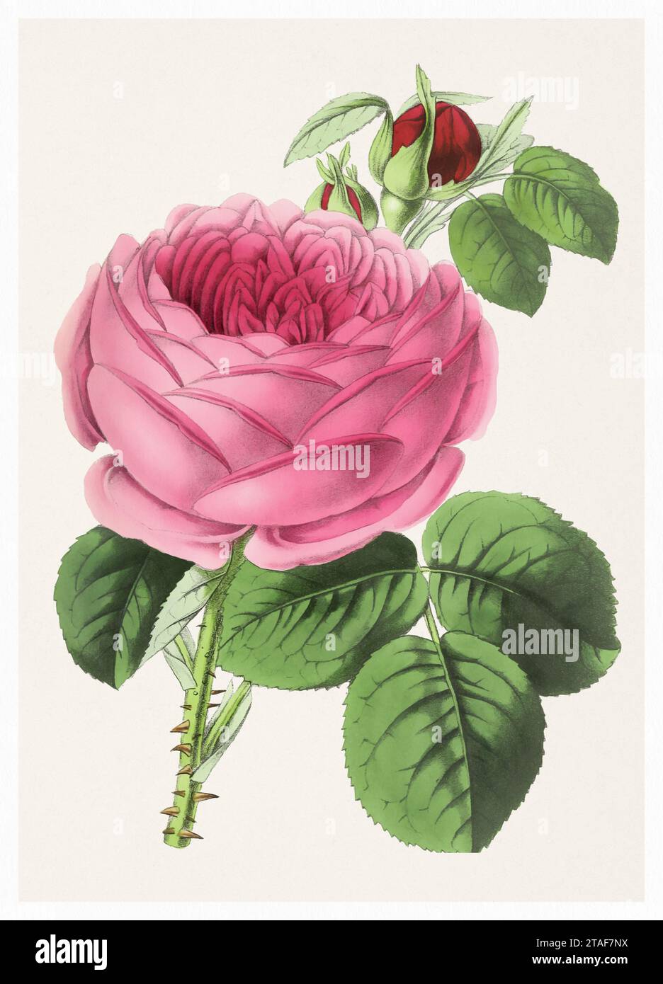 Rose Flower. Digital vintage-style flower illustration on a textured beige background. Stock Photo