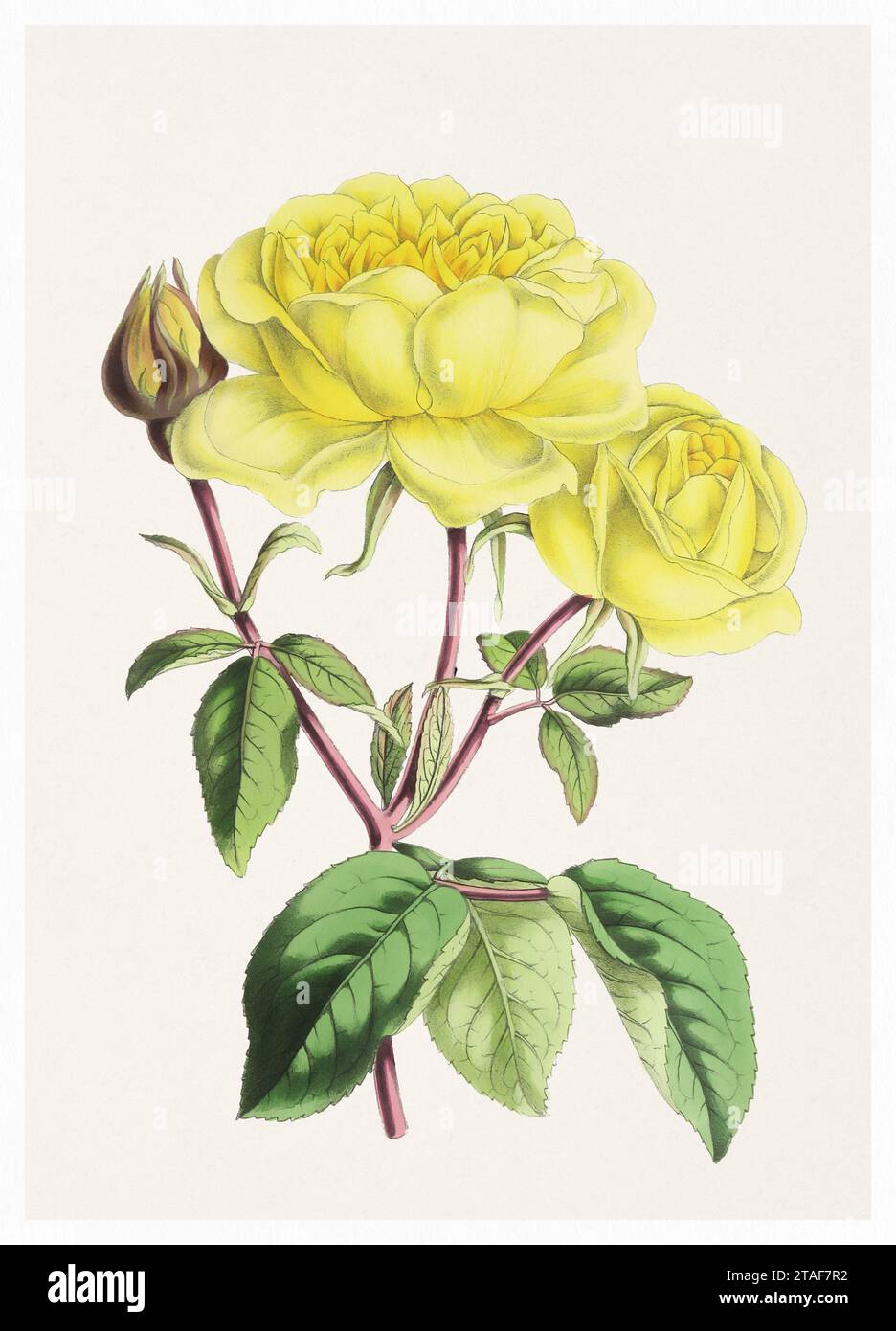Rose Flower. Digital vintage-style flower illustration on a textured beige background. Stock Photo