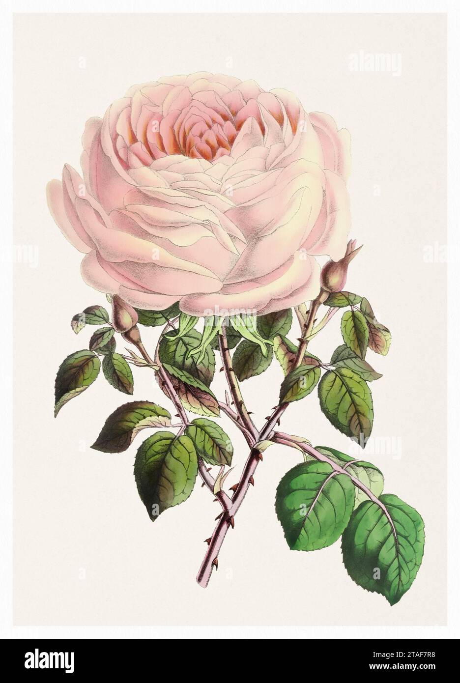 Rose Flower. Digital vintage-style flower illustration on a textured beige background. Stock Photo