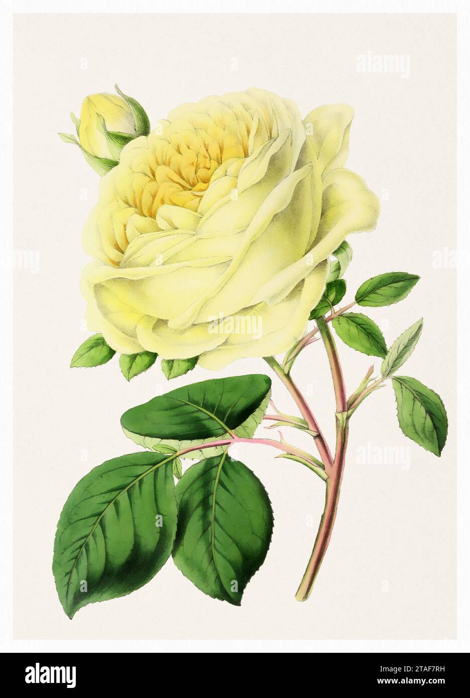 Rose Flower. Digital vintage-style flower illustration on a textured beige background. Stock Photo