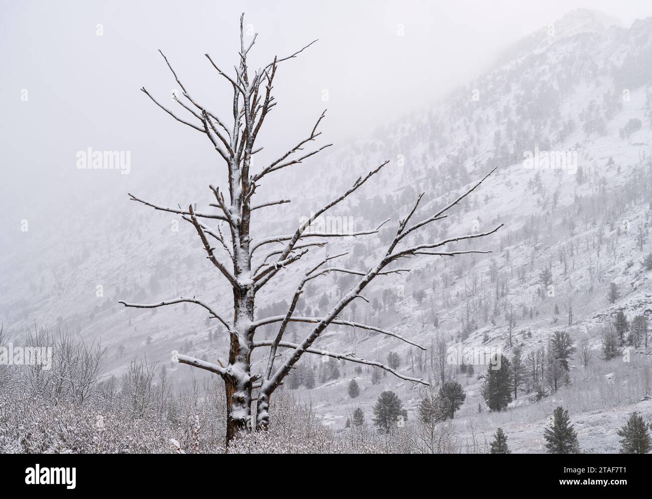 A dead tree on a snowy day in Lamoille Canyon in the Ruby Mountains of Nevada. Stock Photo