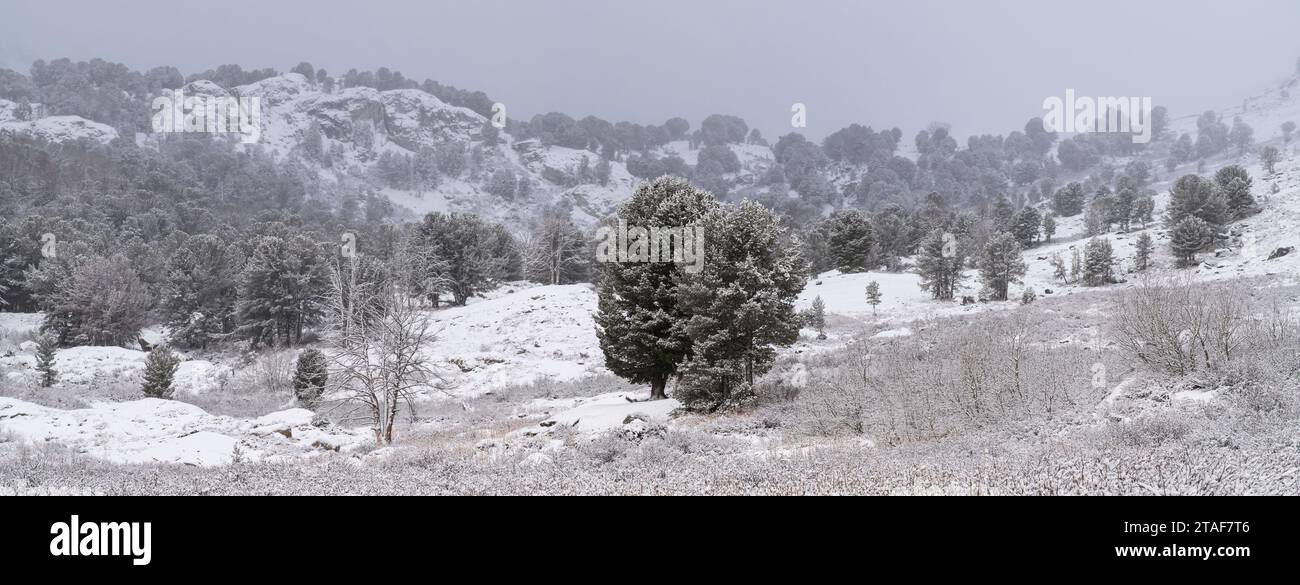 Trees on a snowy day in Lamoille Canyon in the Ruby Mountains of Nevada. Stock Photo