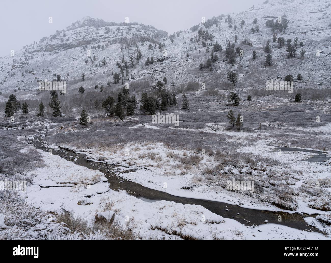 Lamoille Creek on a snowy day in the Ruby Mountains of Nevada. Stock Photo