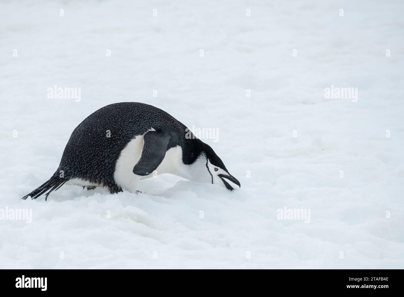 Antarctica, South Orkney Islands, Coronation Island. Chinstrap penguin