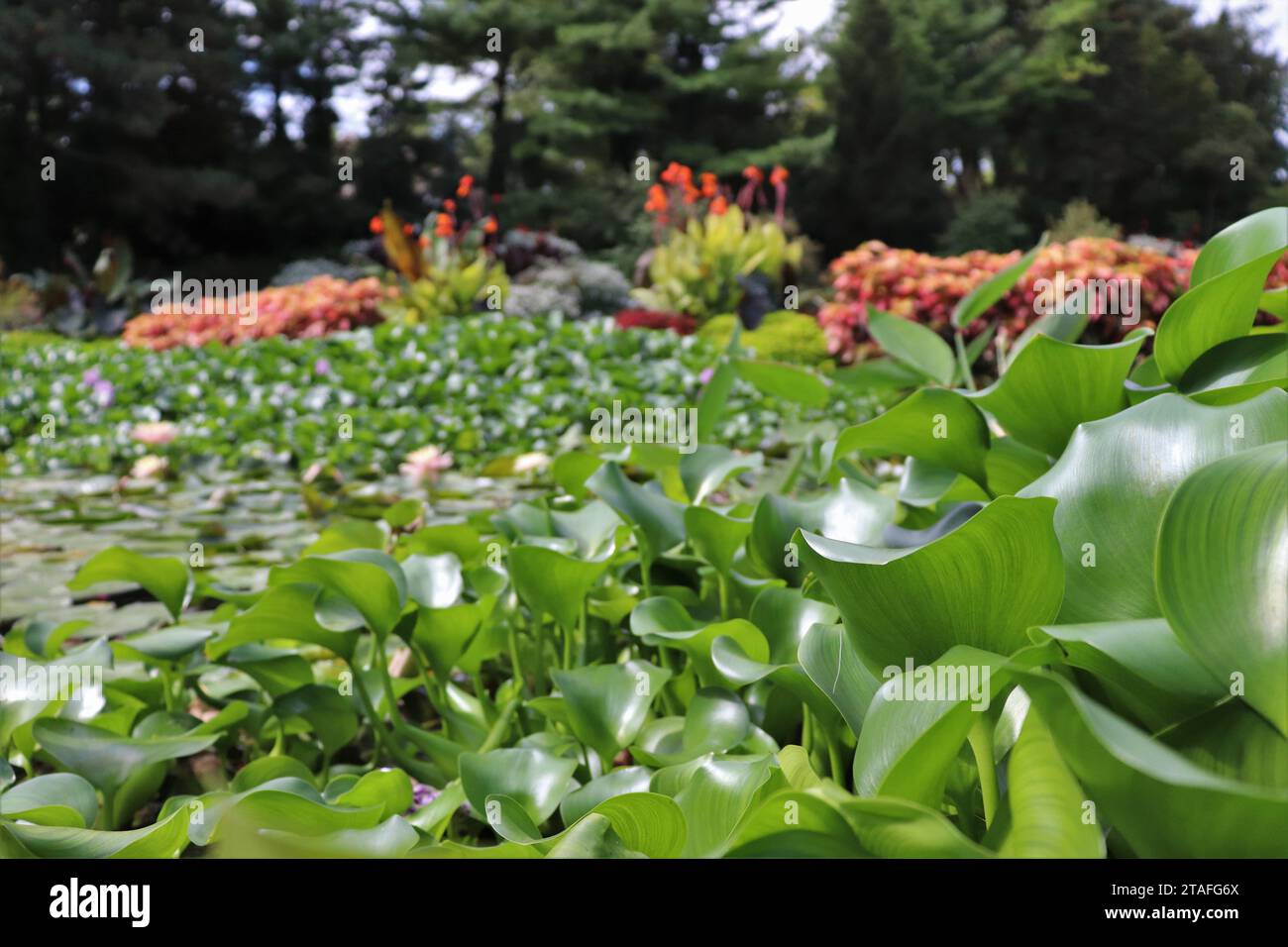Water Hyacinth and Water Lilies Stock Photo Alamy