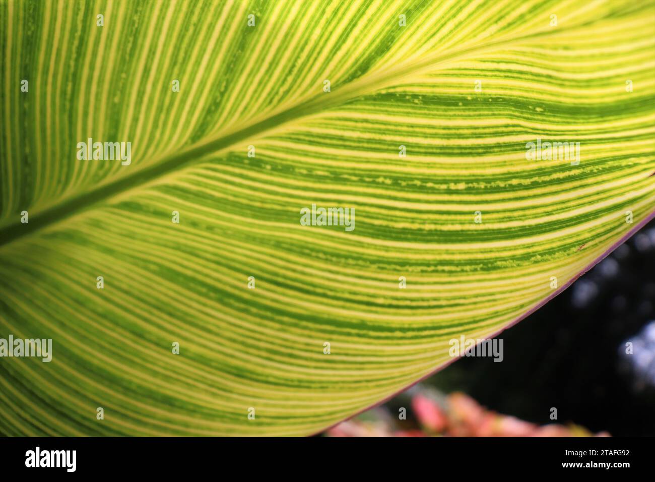 Yellow and Green Striped Leaf Stock Photo