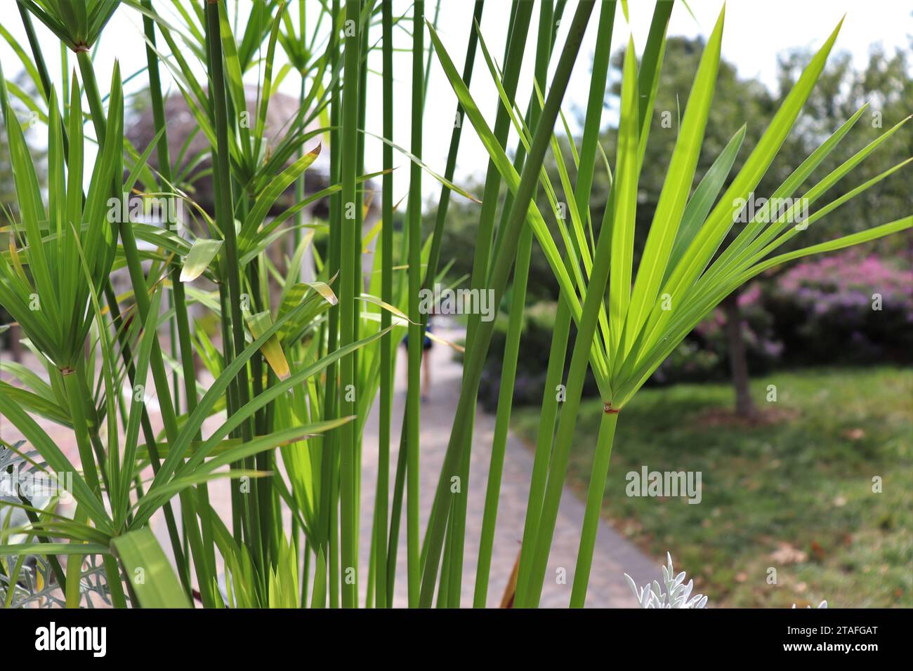 Palm Leaves in the Garden Pathway Stock Photo