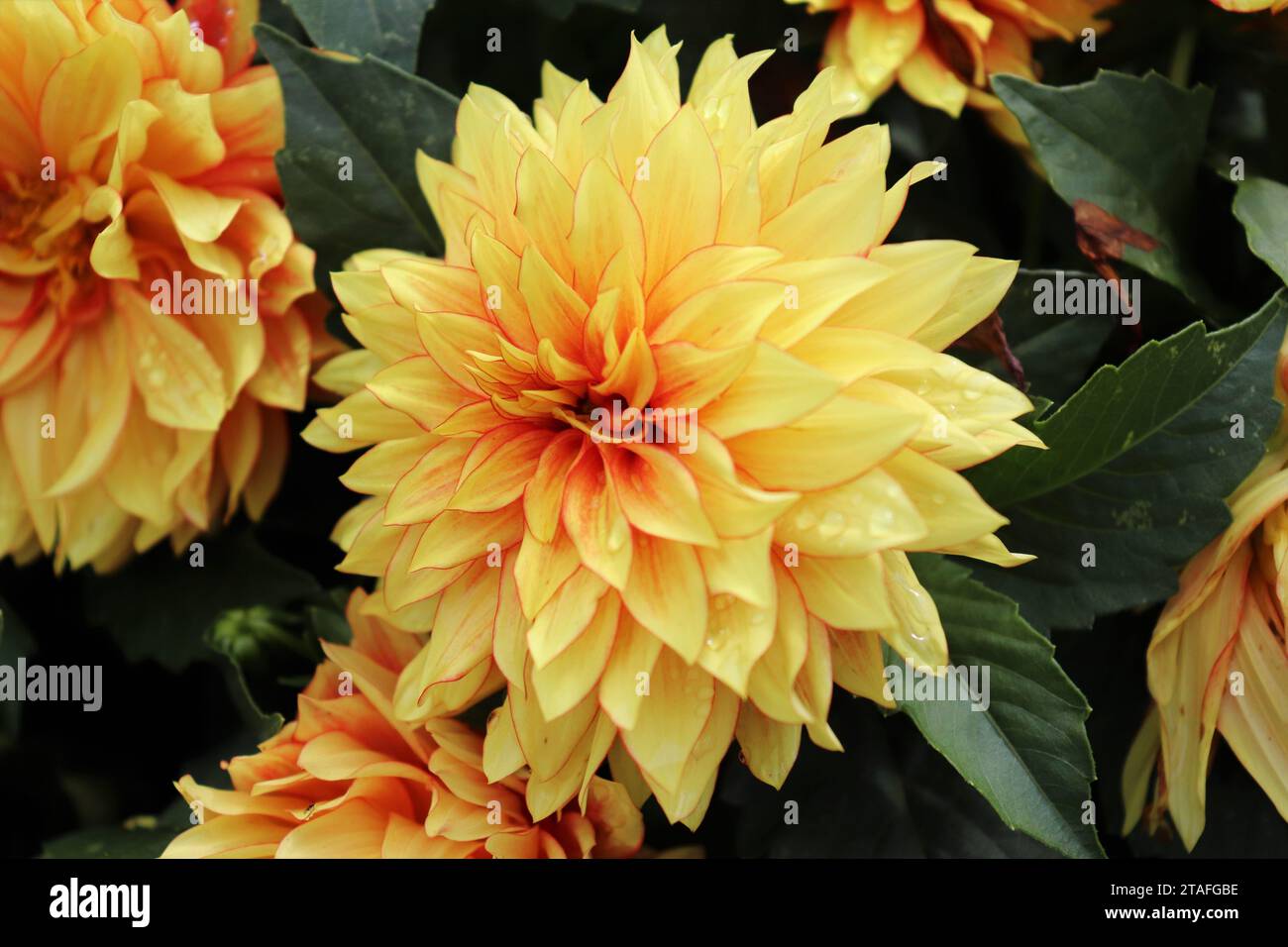 Dahlia photography inspiration hires stock photography and images Alamy