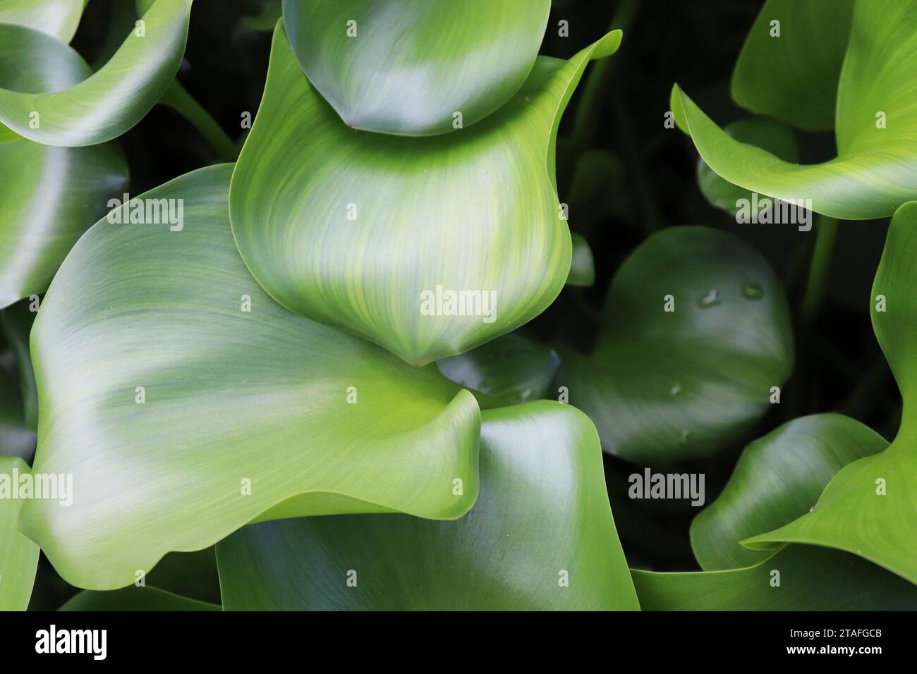 Water Hyacinth Leaves Stock Photo