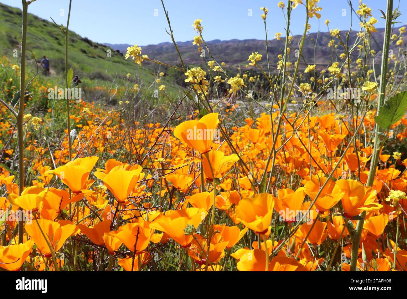 California Wildflowers in Super Bloom Stock Photo