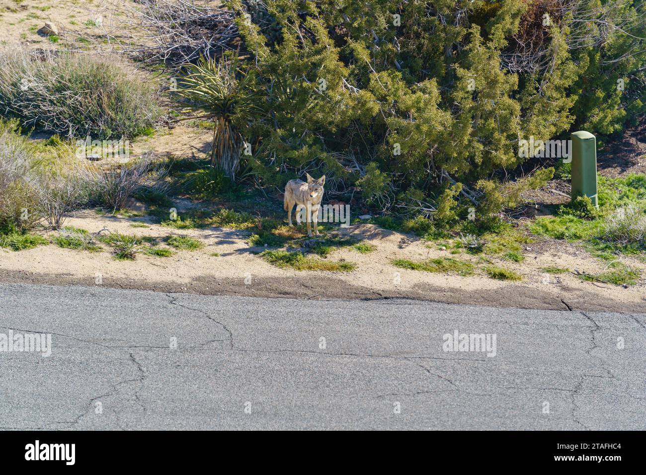 Coyote in a rural desert neighborhood by the street in Yucca Valley, California Stock Photo