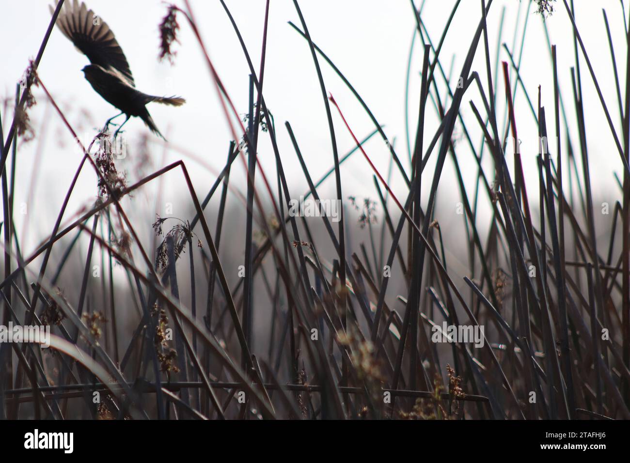 Female Blackbird flying over Reeds Stock Photo