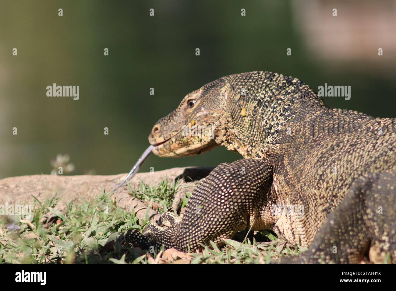 Monitor Lizard in Thai Urban Park Stock Photo