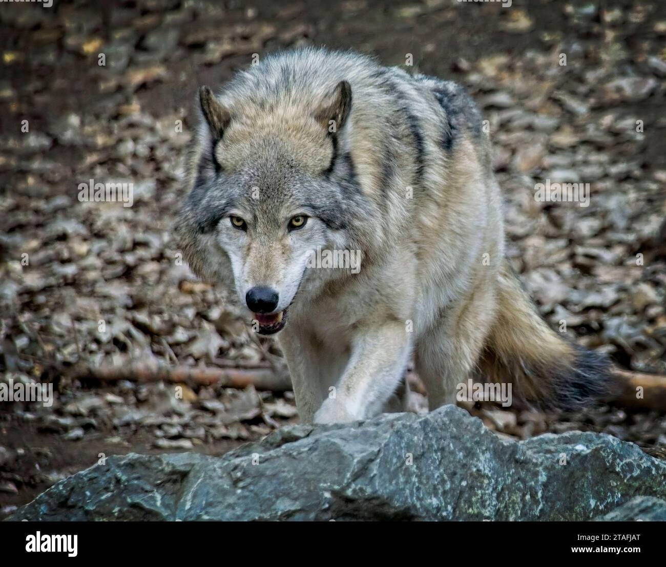 Grey Wolf Calgary Zoo Alberta Stock Photo - Alamy