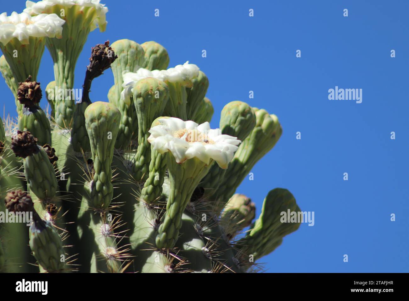 Saguaro Cactus White Blossom Close-Up Stock Photo