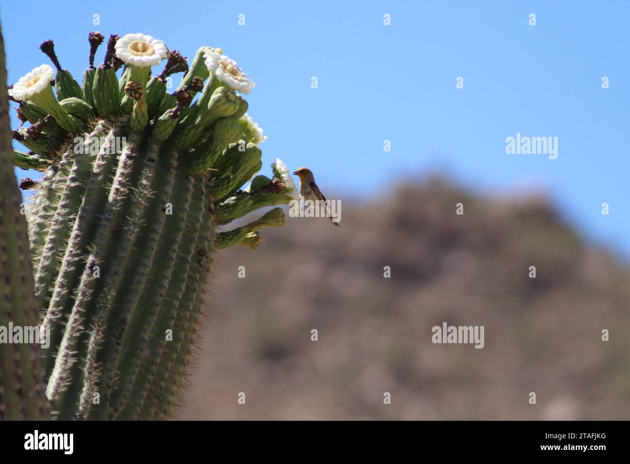 Desert Bird: Cactus Wren on Cactus Stock Photo