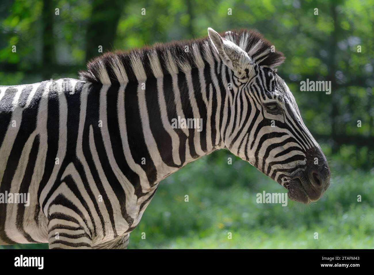 Grants Zebra Head (Equus quagga boehmi) Stock Photo