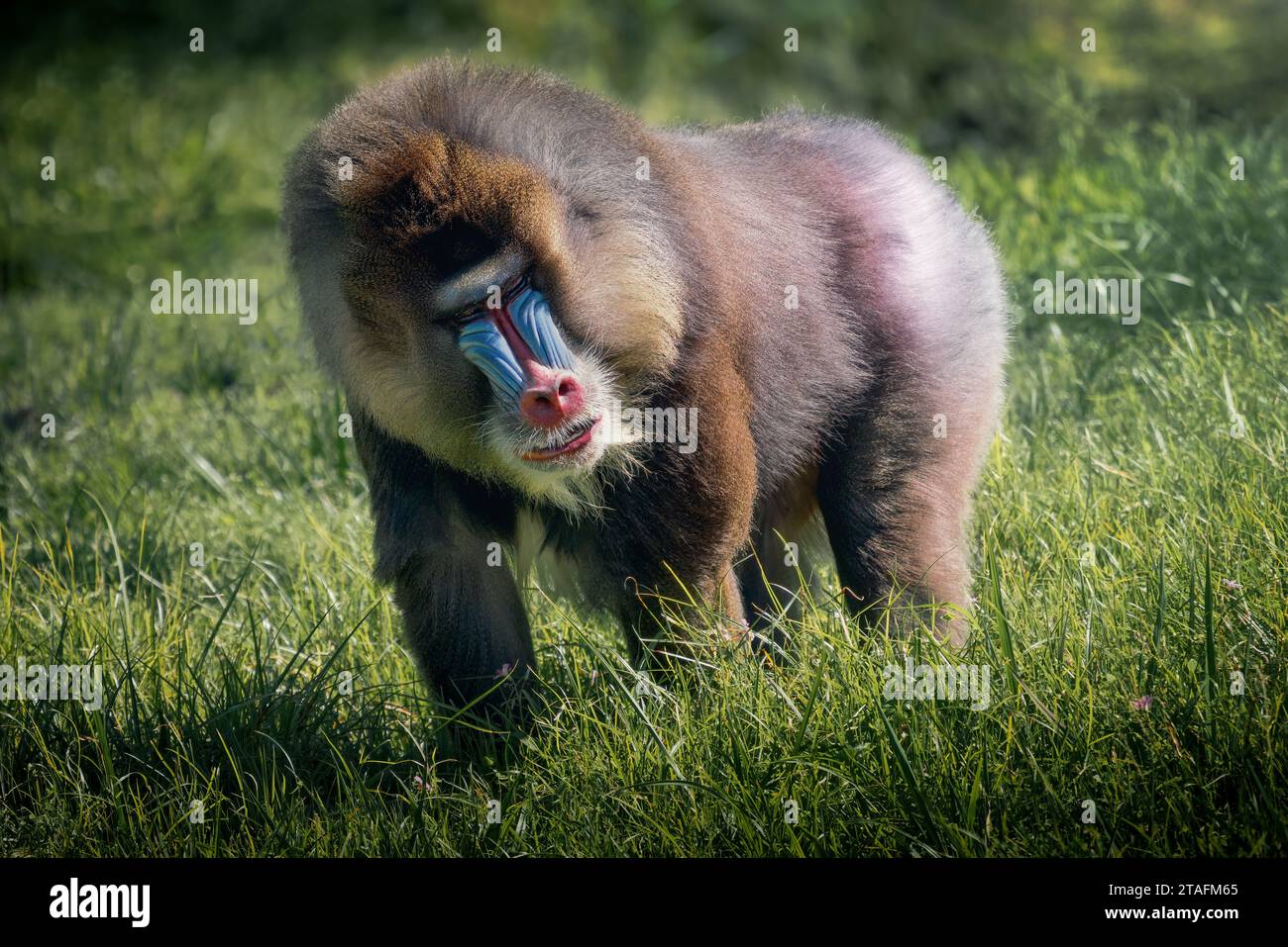 Male Mandrill Monkey (Mandrillus sphinx) Stock Photo