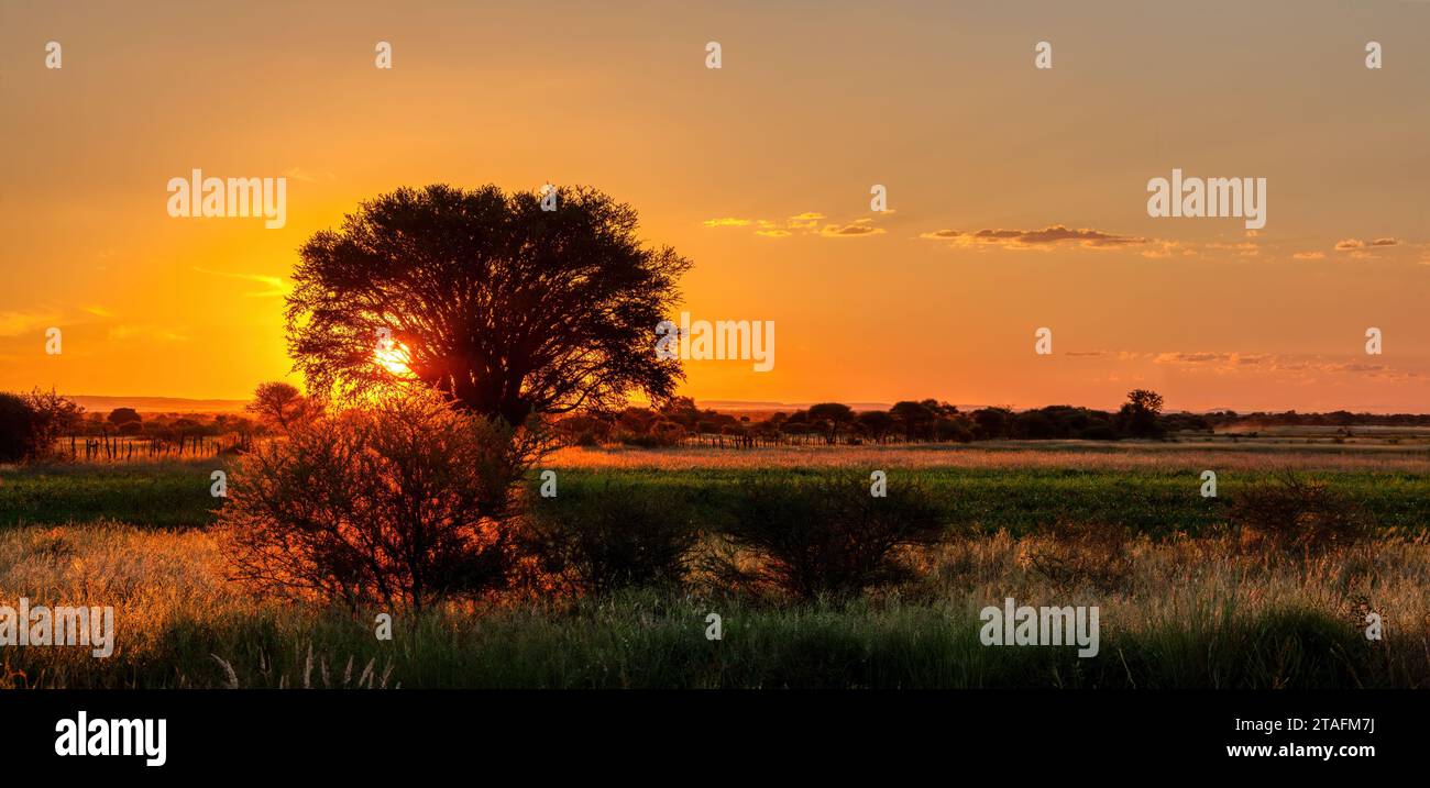 sunset tree africa, farmland and bush in South Africa at dawn Stock ...