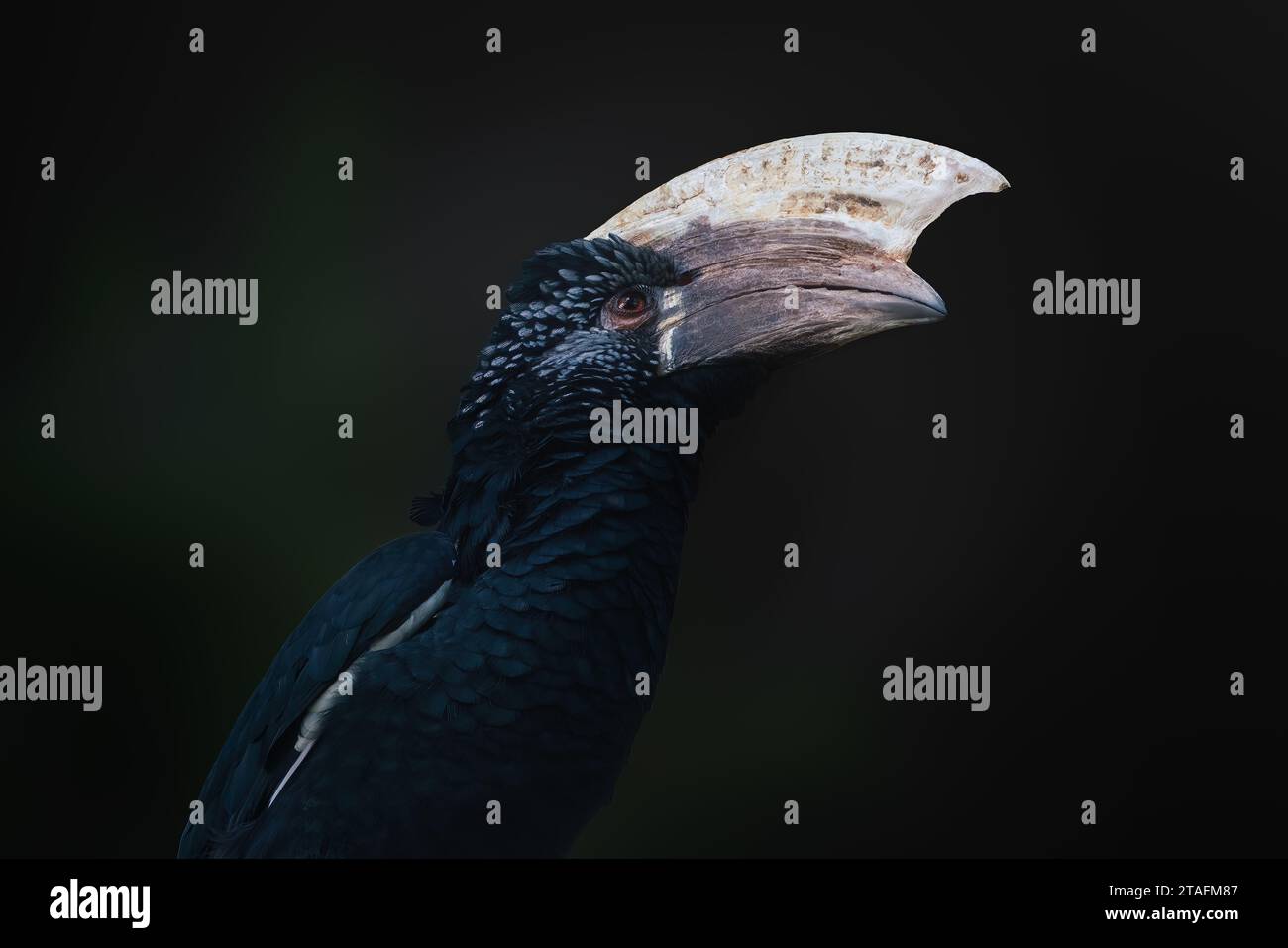 Male Silvery-Cheeked Hornbill (Bycanistes brevis) Stock Photo