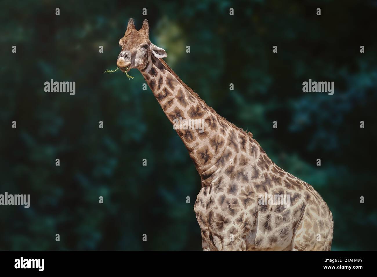 Giraffe eating plants (Giraffa camelopardalis) Stock Photo