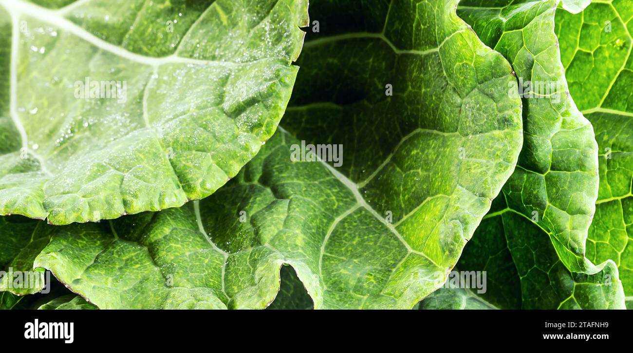 large kale leaves, loose and green, used in cooking Stock Photo Alamy