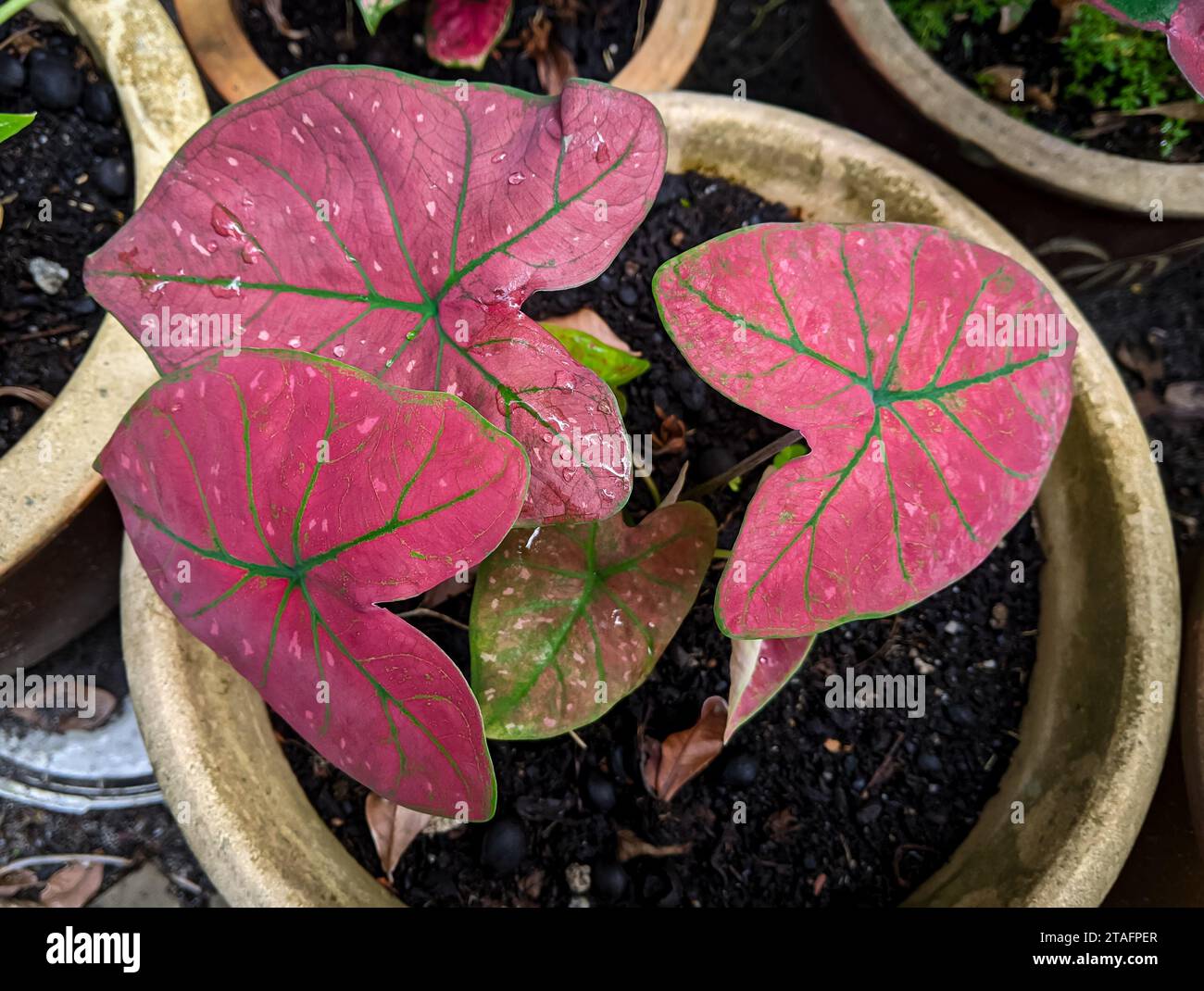Decorative yam trees in pots are arranged outside the yard Stock Photo