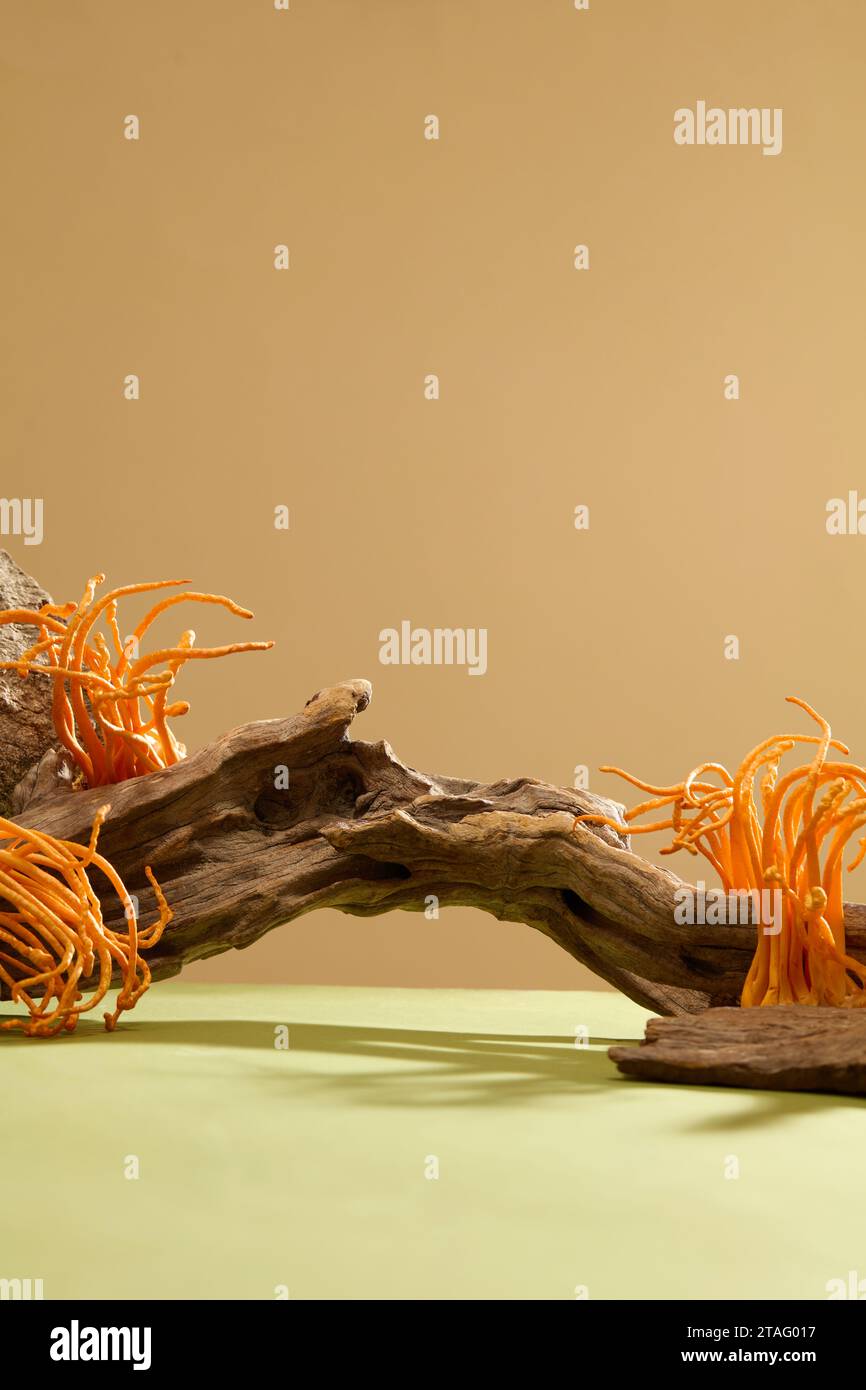 Cordyceps with dry twigs on pastel background. Cordyceps contains up to 17 types of amino acids, trace elements, vitamins and minerals. Copy space for Stock Photo