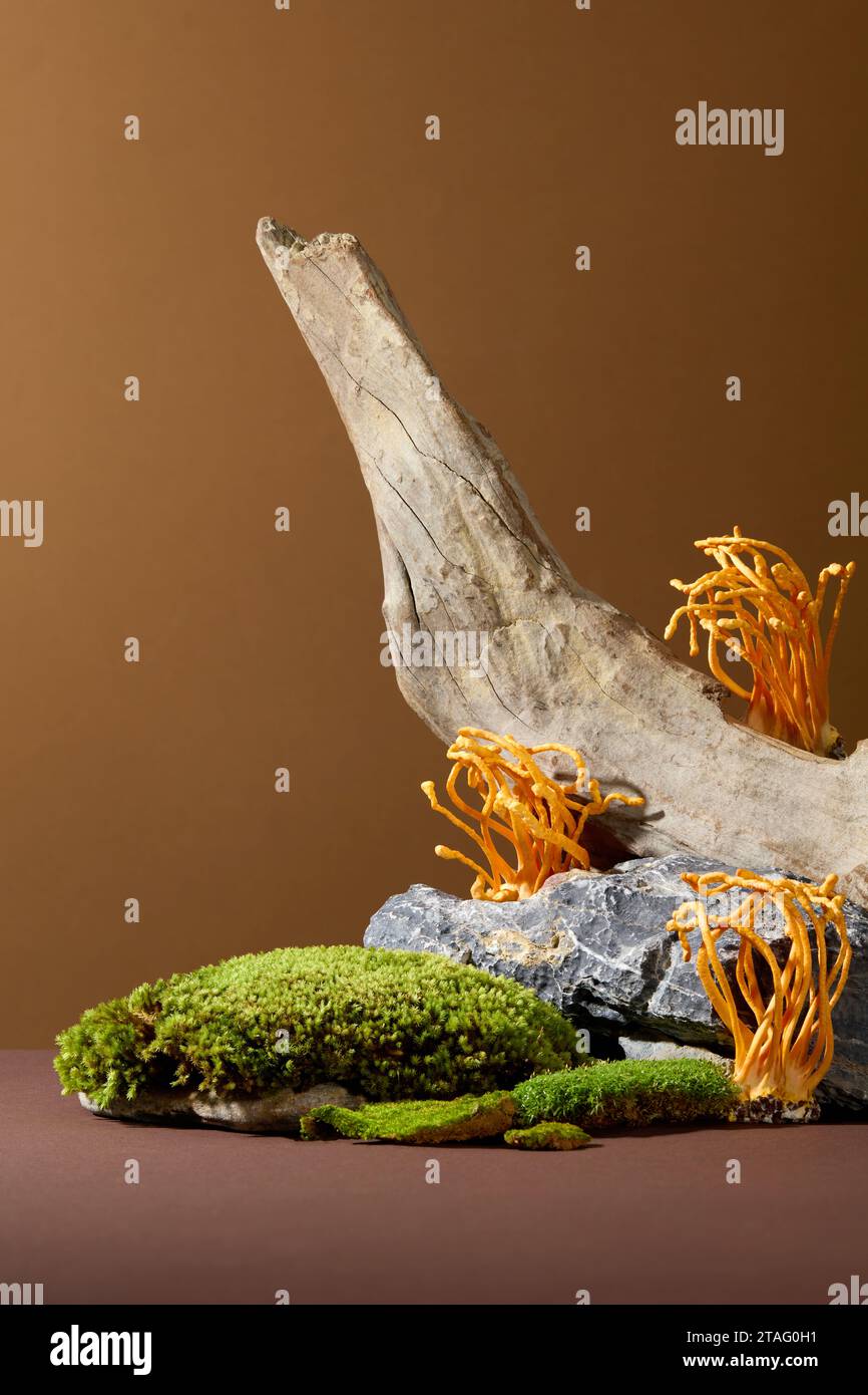 Cordyceps is a valuable medicine in traditional medicine. Close-up of cordyceps and green moss growing on rocks and dry wood branches. Herb concept. Stock Photo