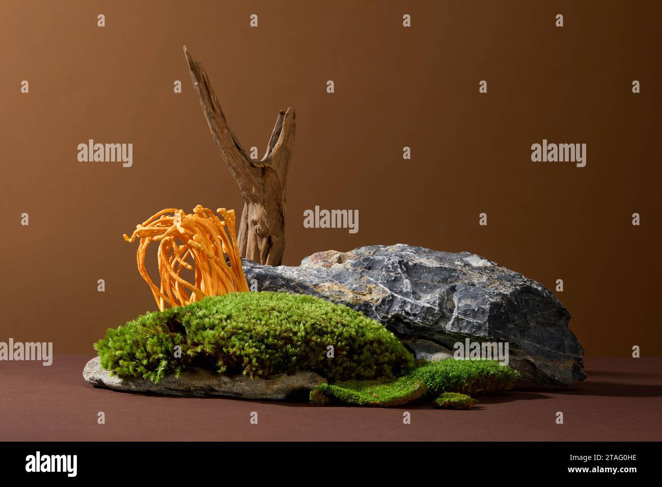Scene depicting cordyceps mushrooms and green moss growing on rocks on a brown background. Cordyceps is a parasitic fungus that grows on caterpillar l Stock Photo