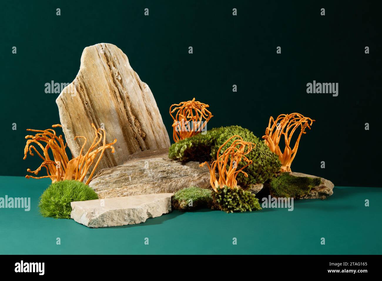 On a dark green background, stone slabs, cordyceps and green moss are displayed. Cordyceps contains the rare substance Selenium, which can help streng Stock Photo
